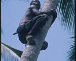 young man climbing palm tree for weaving materials
